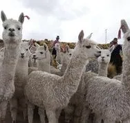 Alpakazüchter in Peru