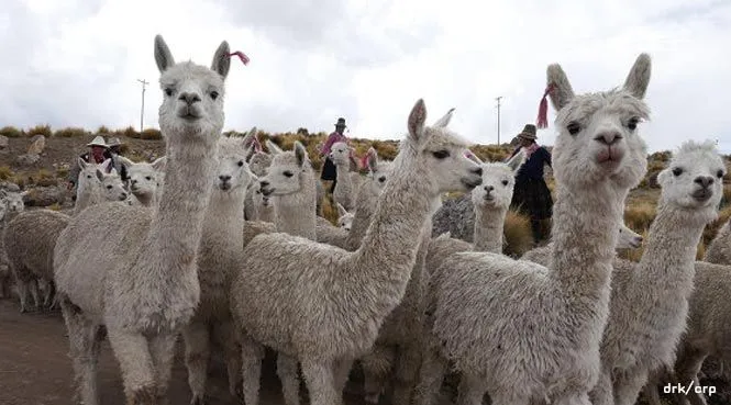 Winterhilfe für Alpakazüchter in Peru